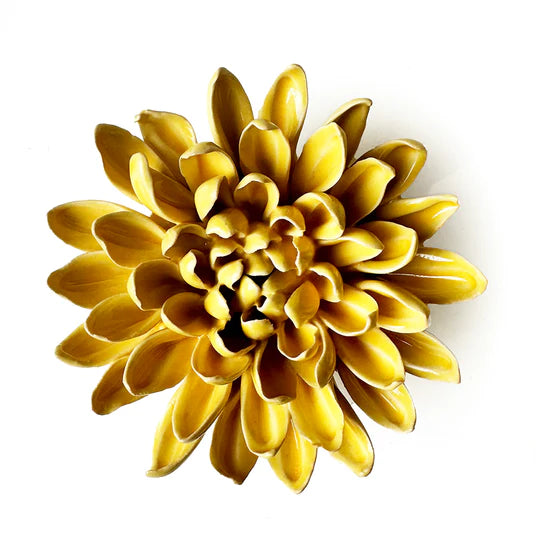Chive C13 Chrysanthemum Yellow