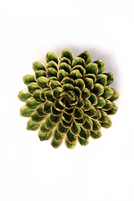 Chive English Garden Collection