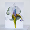 Morgan Tyler Botanical Cards