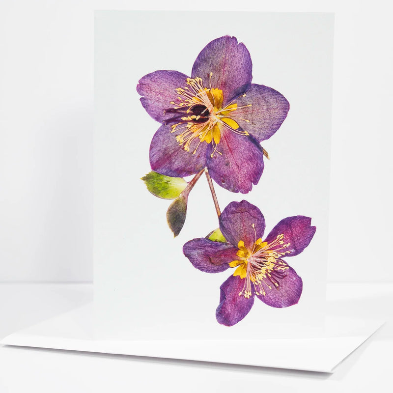 Morgan Tyler Botanical Cards