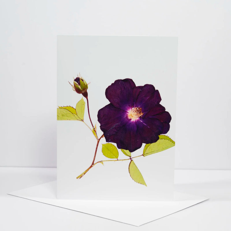 Morgan Tyler Botanical Cards