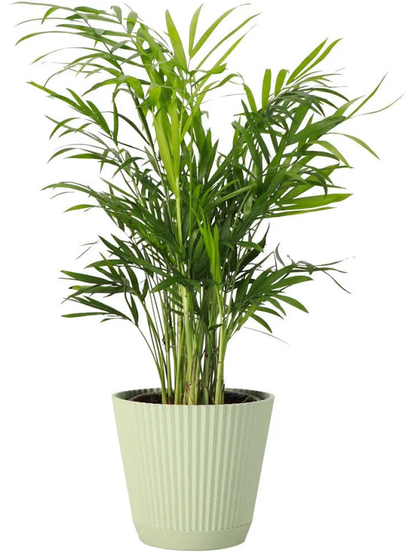 Parlor Palm