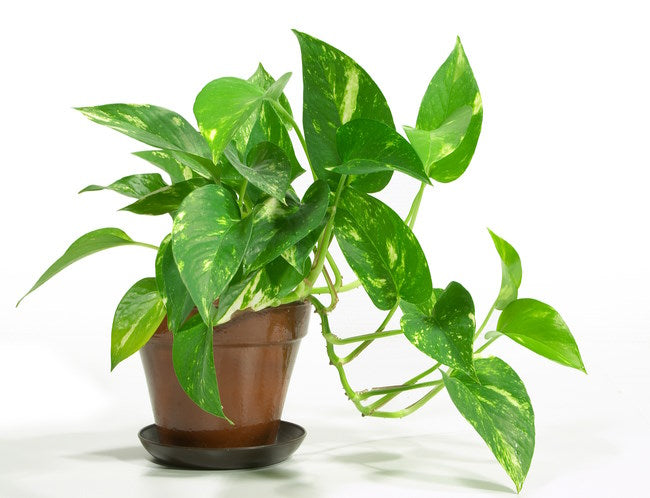 Pothos Plant