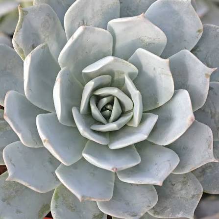 Echeveria Succulant