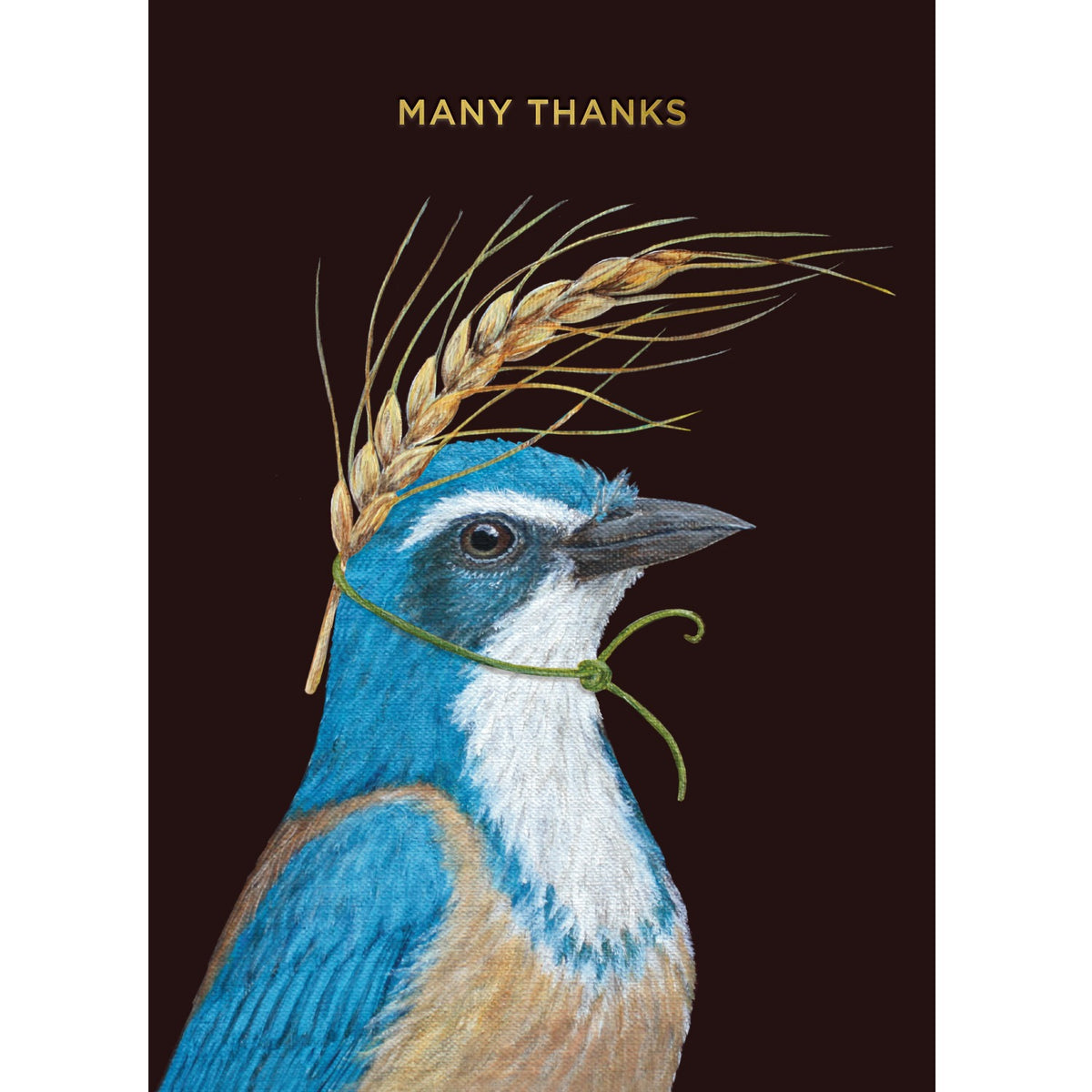 Scrub Jay Thank You Card