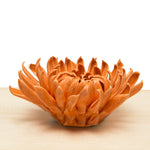 Chive Mum assorted colors