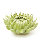 Chive Mum assorted colors