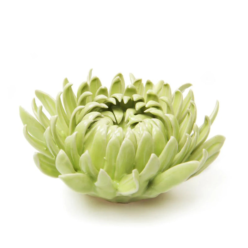 Chive Mum assorted colors