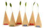 Tea Forte Individual Tea Bags