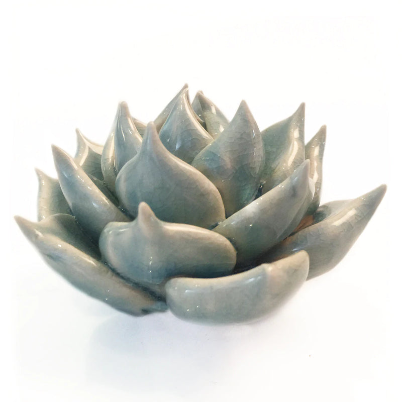 Chive C12 Succulent Blue